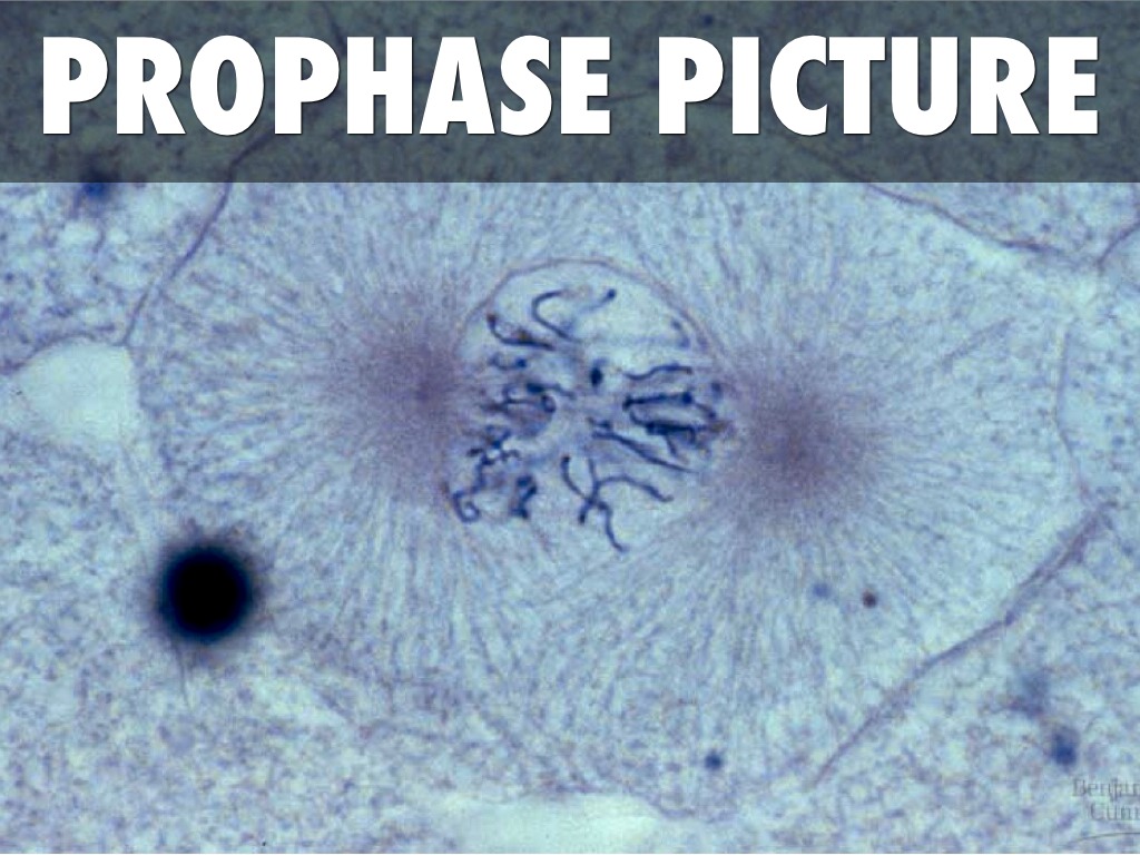 Mitosis by Ryan Nelson