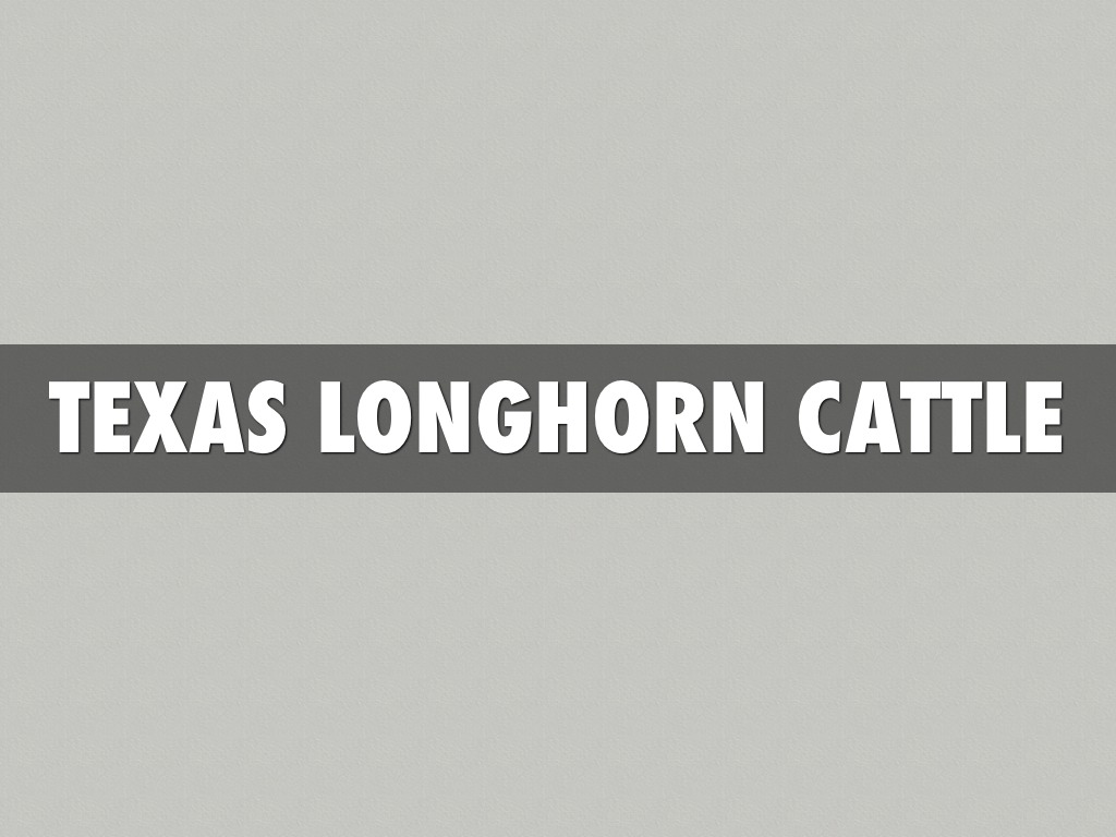 Texas Longhorn Cattle