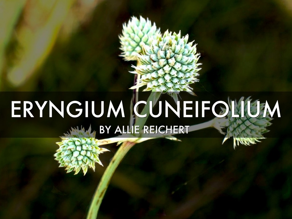 Ernygium Euneifolium