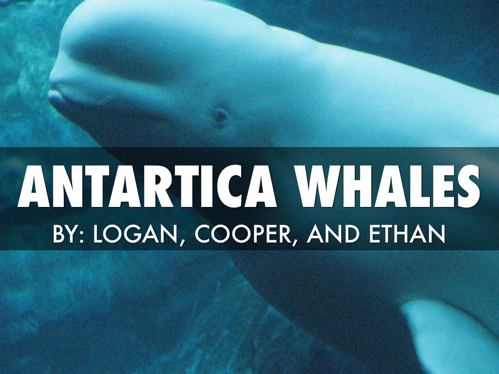 Antarctica Whales 