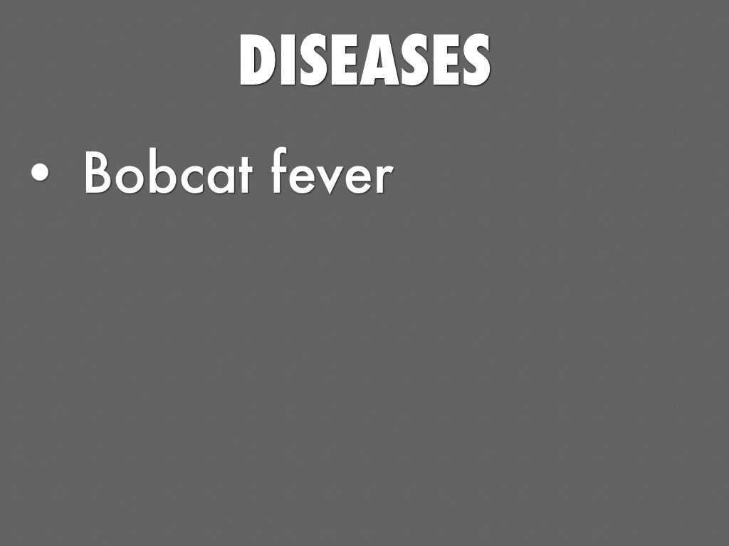 Bobcat by Mason Clarke