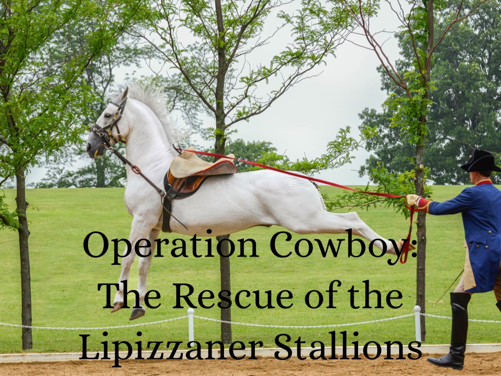 Operation Cowboy: Saving the Lipizzaner Horses