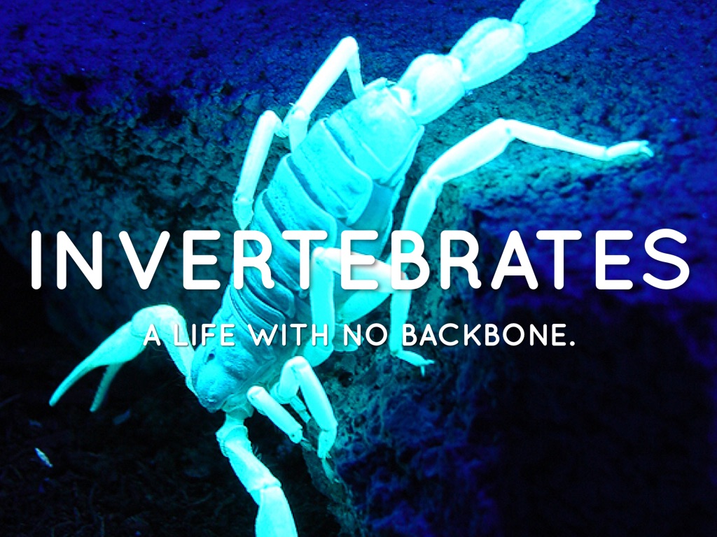Invertebrates