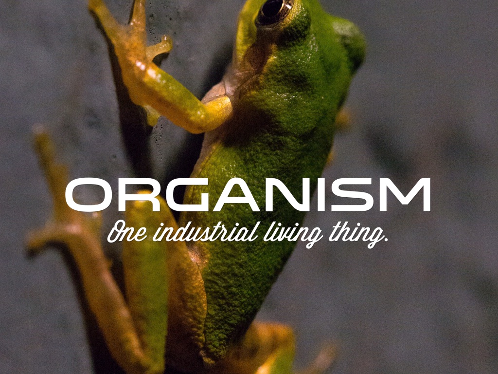 Levels Of Organization