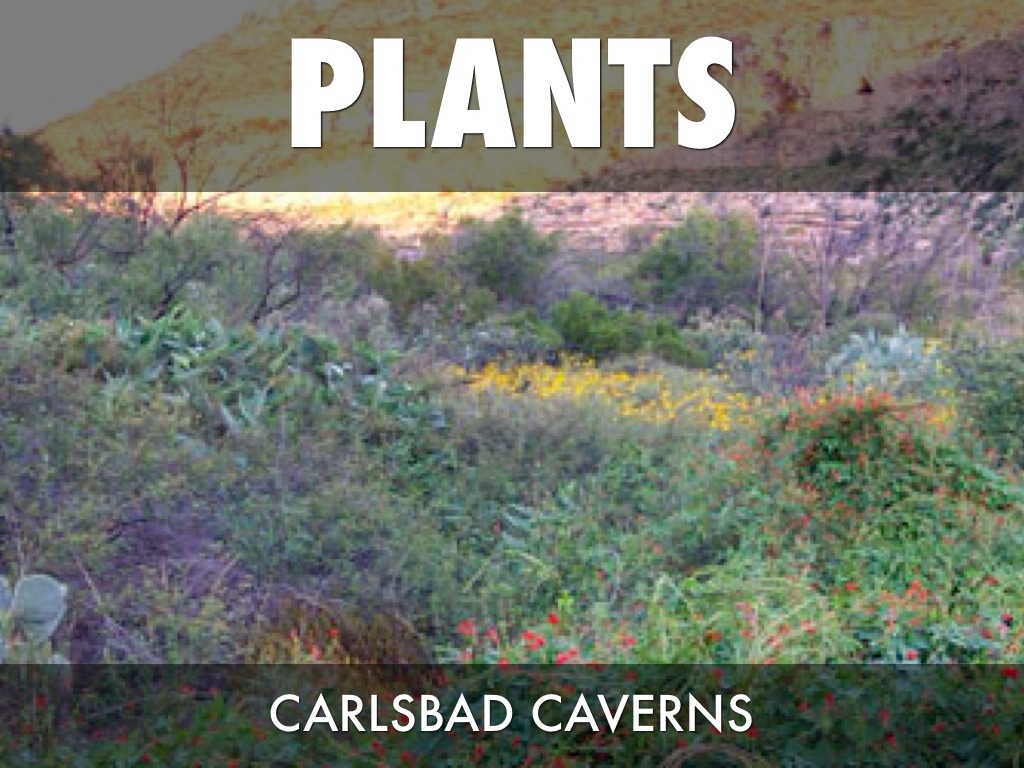 Carlsbad Plants