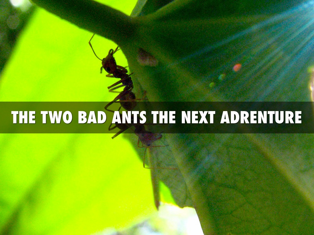 Ants