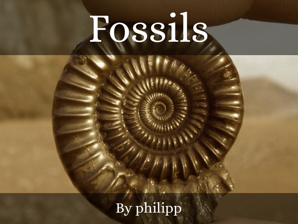 Fossils Creation by Leo evers