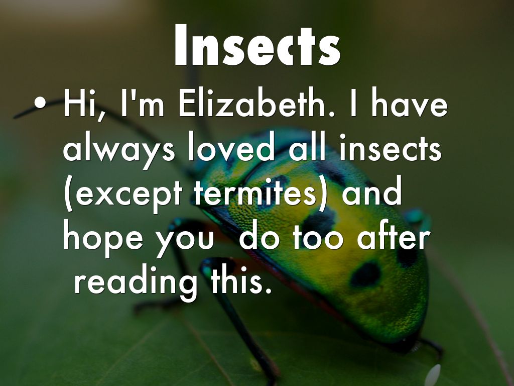 Insects