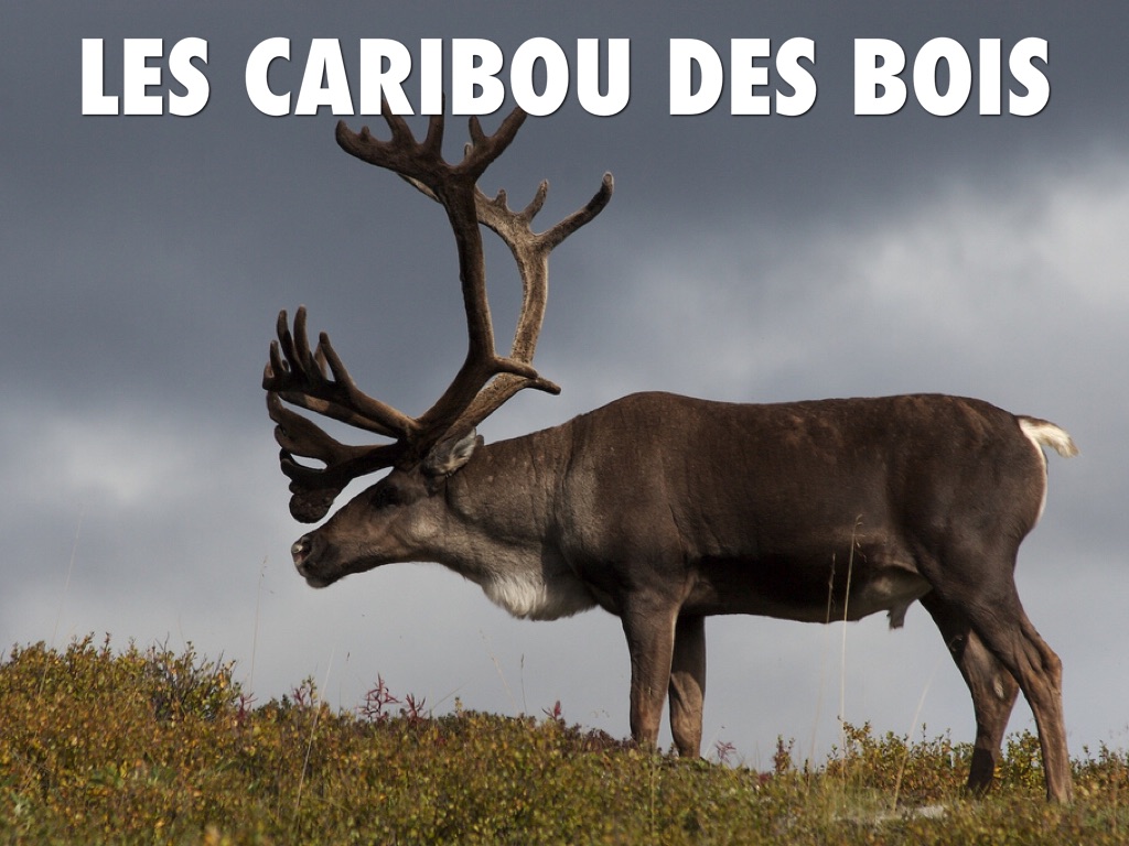 Caribou Des Bois