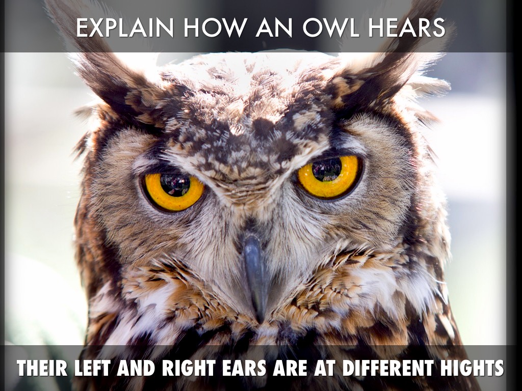 Seeing An Owl At Night Meaning