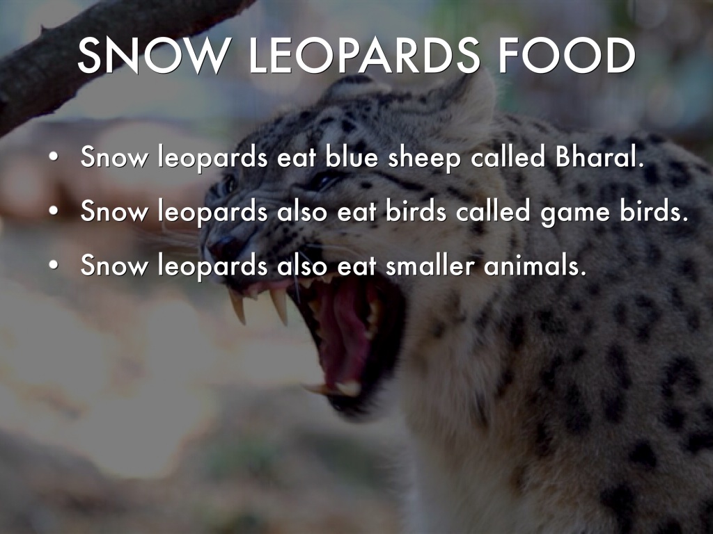 Snow Leopards by Dylan N