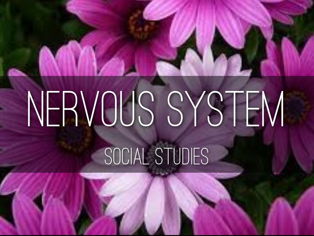 Nervous System