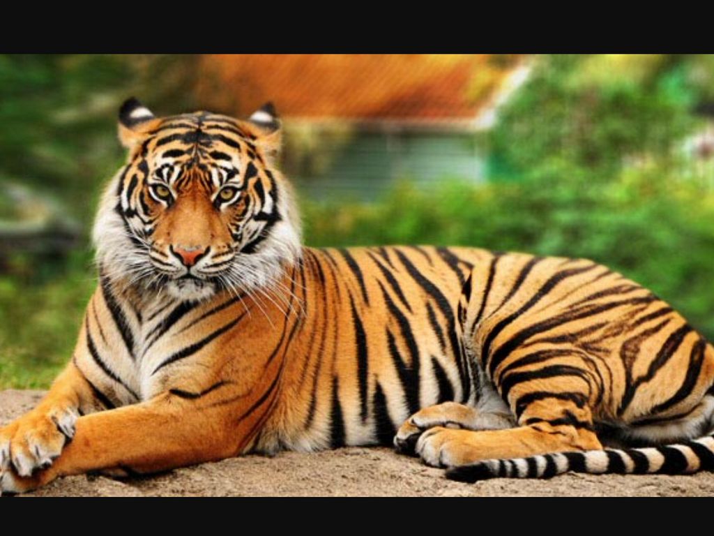 Preschool Letter T Animals 