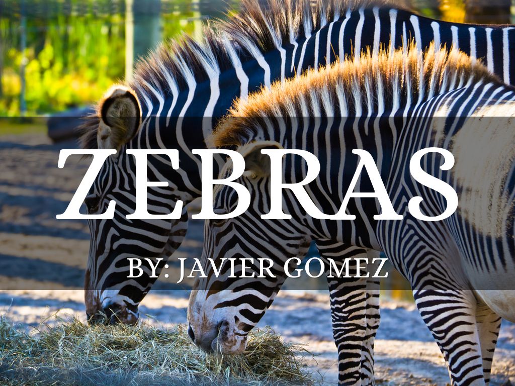 Zebras