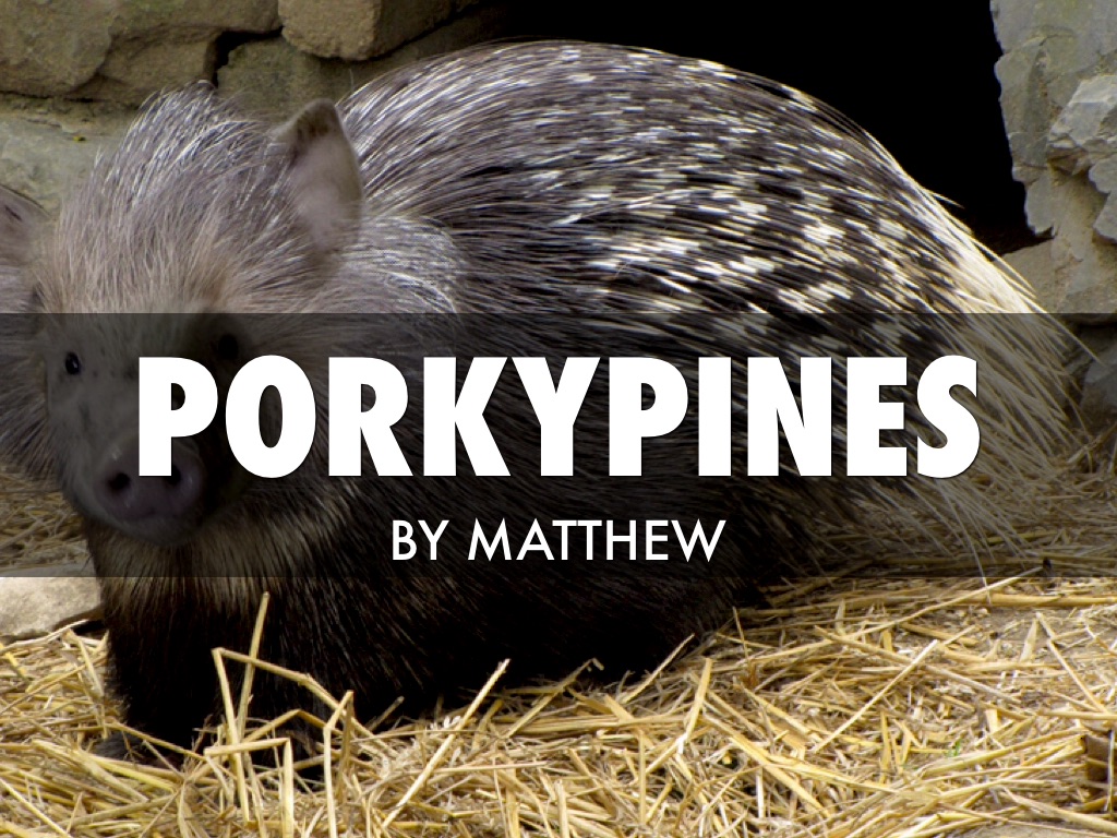 Porkepine