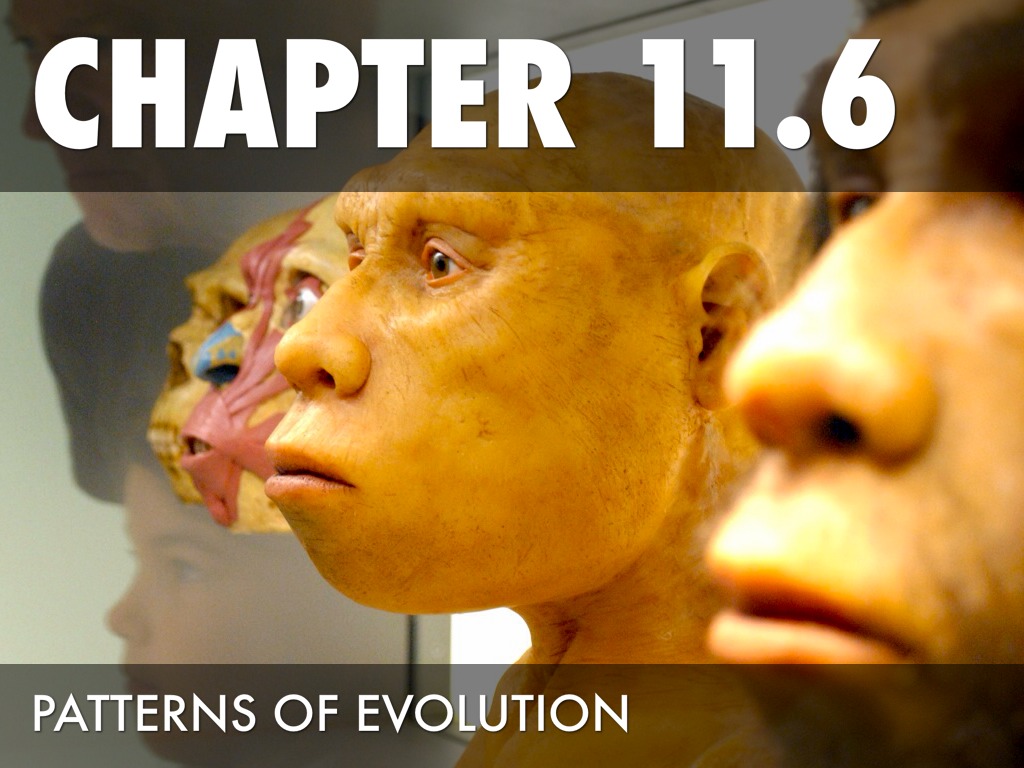 Patterns Of Evolution