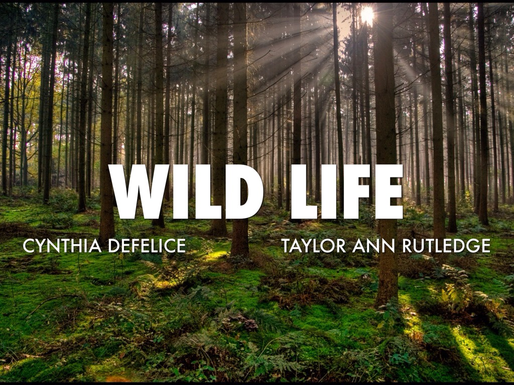 Wild Life