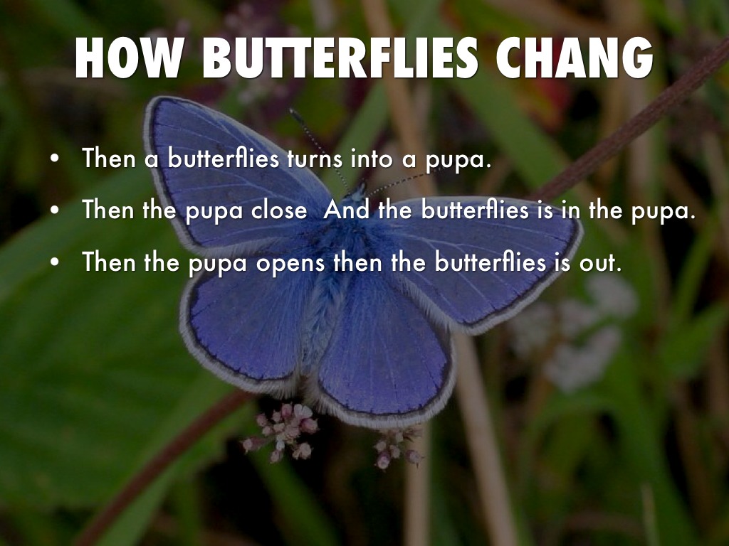 Butterflies by Amanda Parks