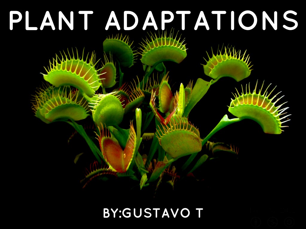 Plant Adaptations