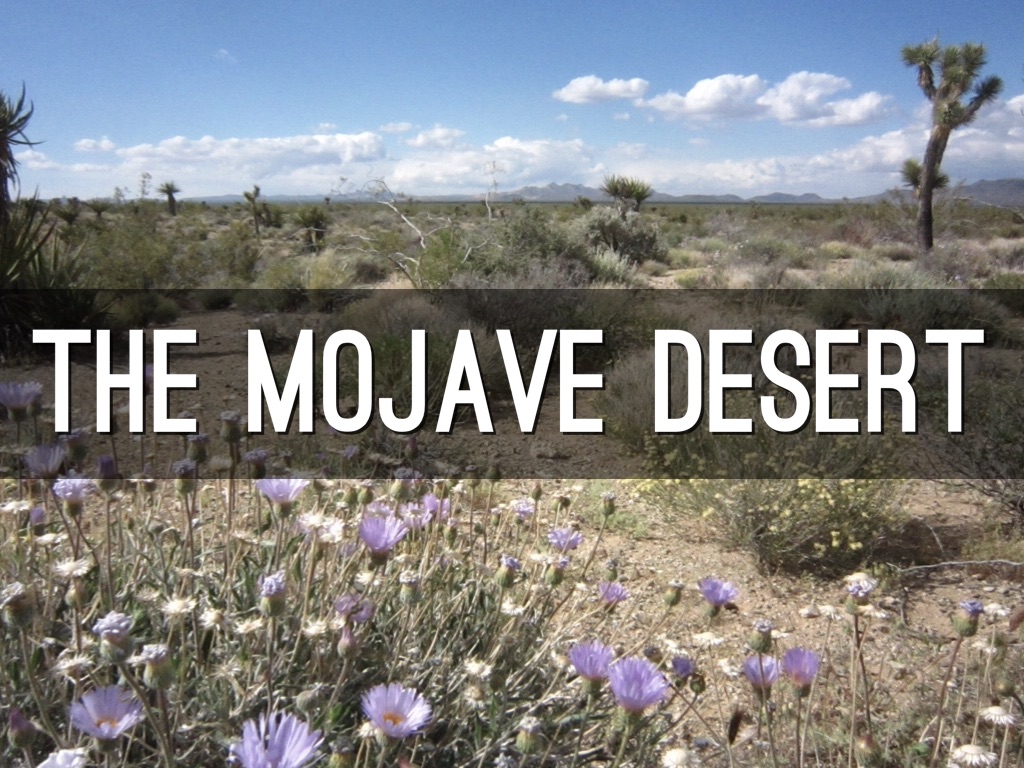 The Mohave Desert