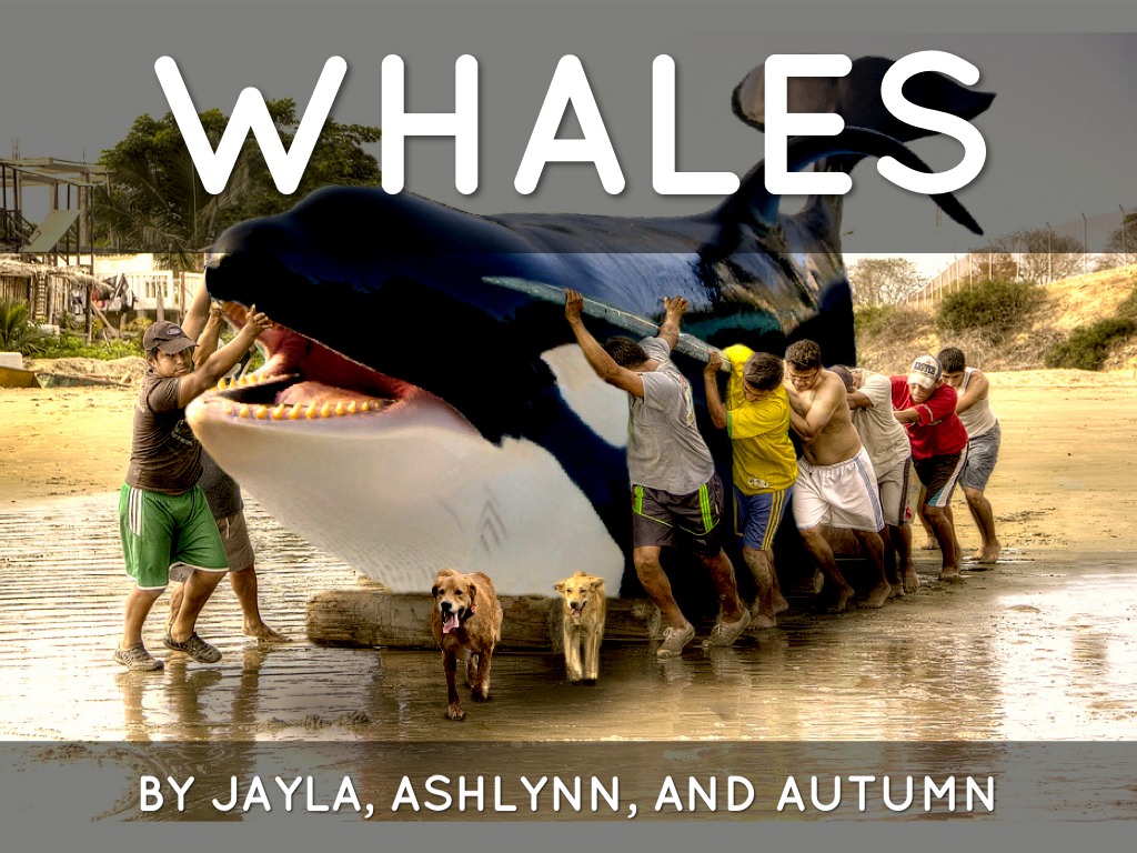 whales.