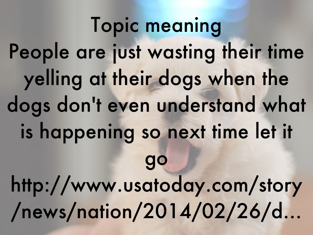 Do Dogs Understand Shame?