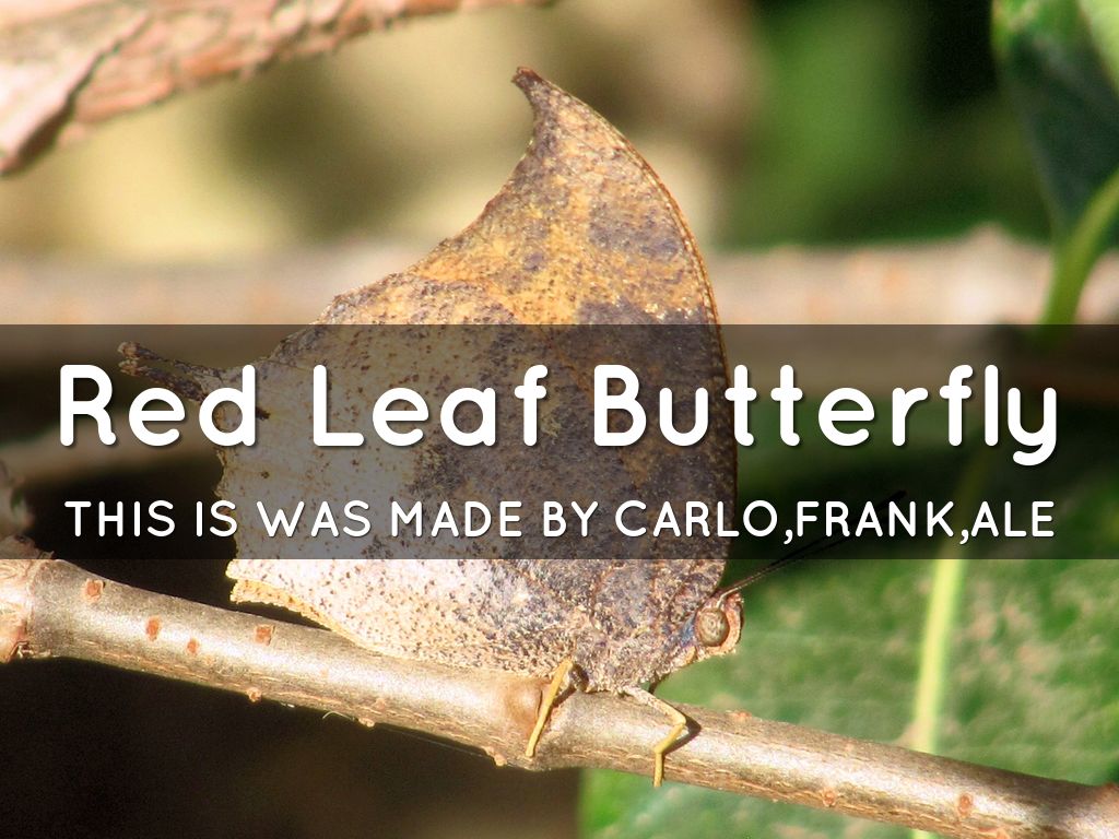Red Leaf Butterfly 
