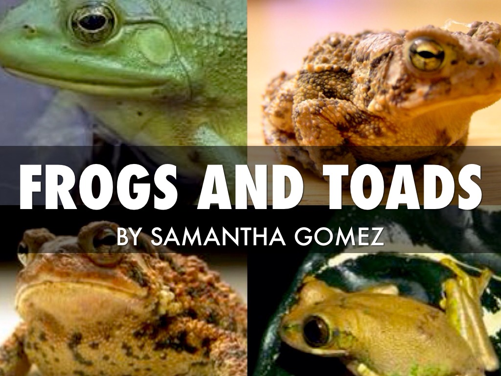Frogs & Toads