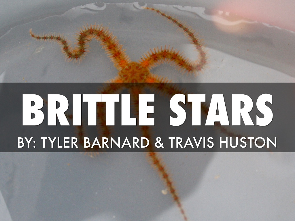 Brittle Star by travishuston1