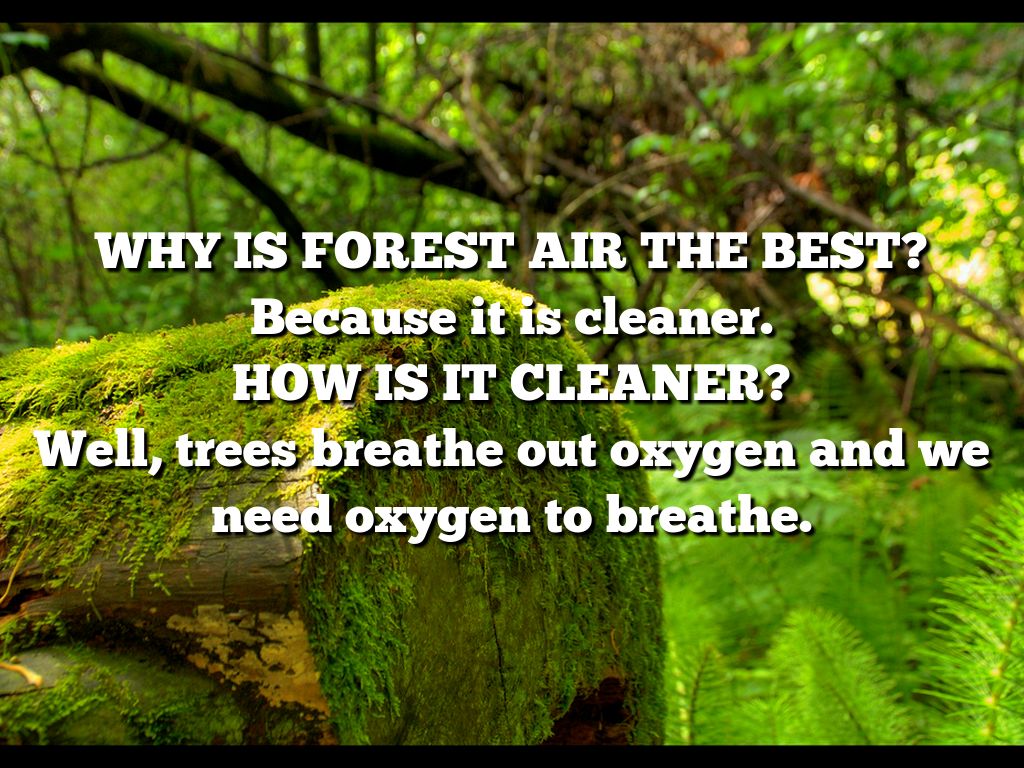 Copy of The Park by Katherine Cedzo