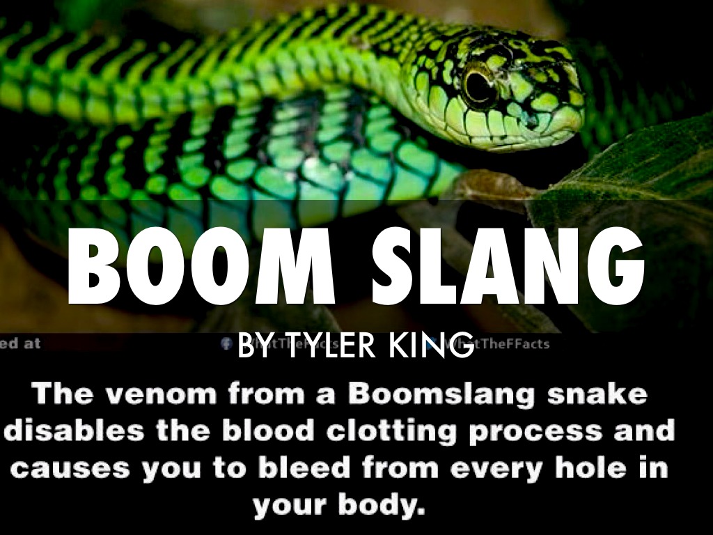 Boomslang TK