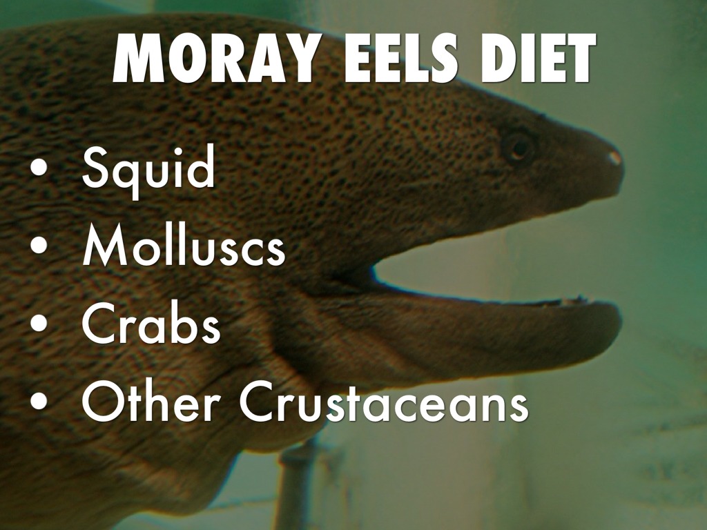 Moray Eels by Bombard Class