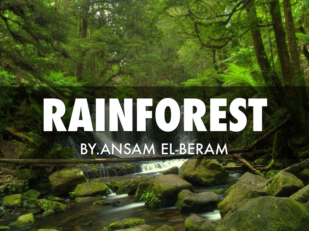 Rainforest by Ansam Elberam