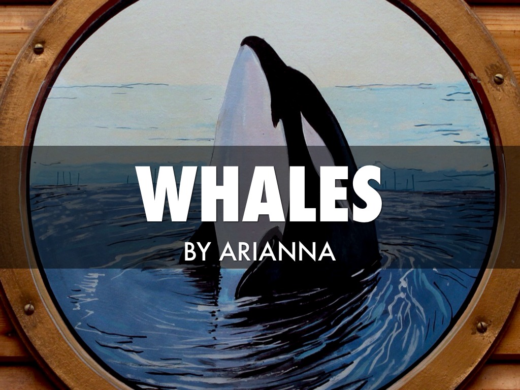 Whales By Arianna