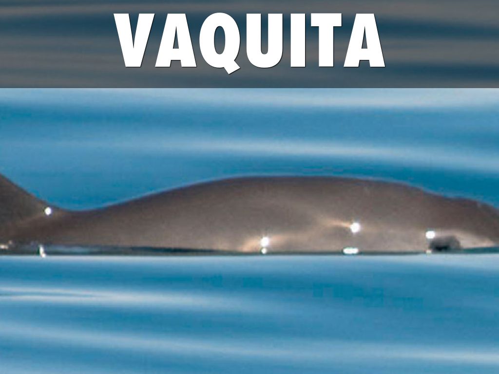 Vaquita