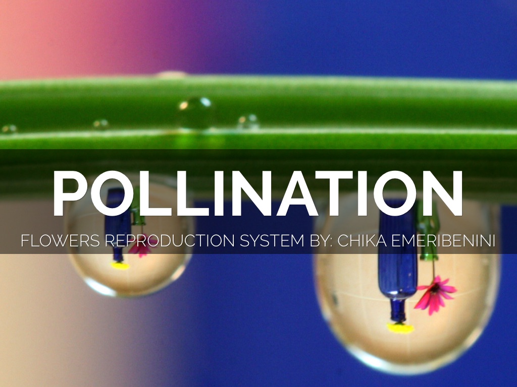Pollination 