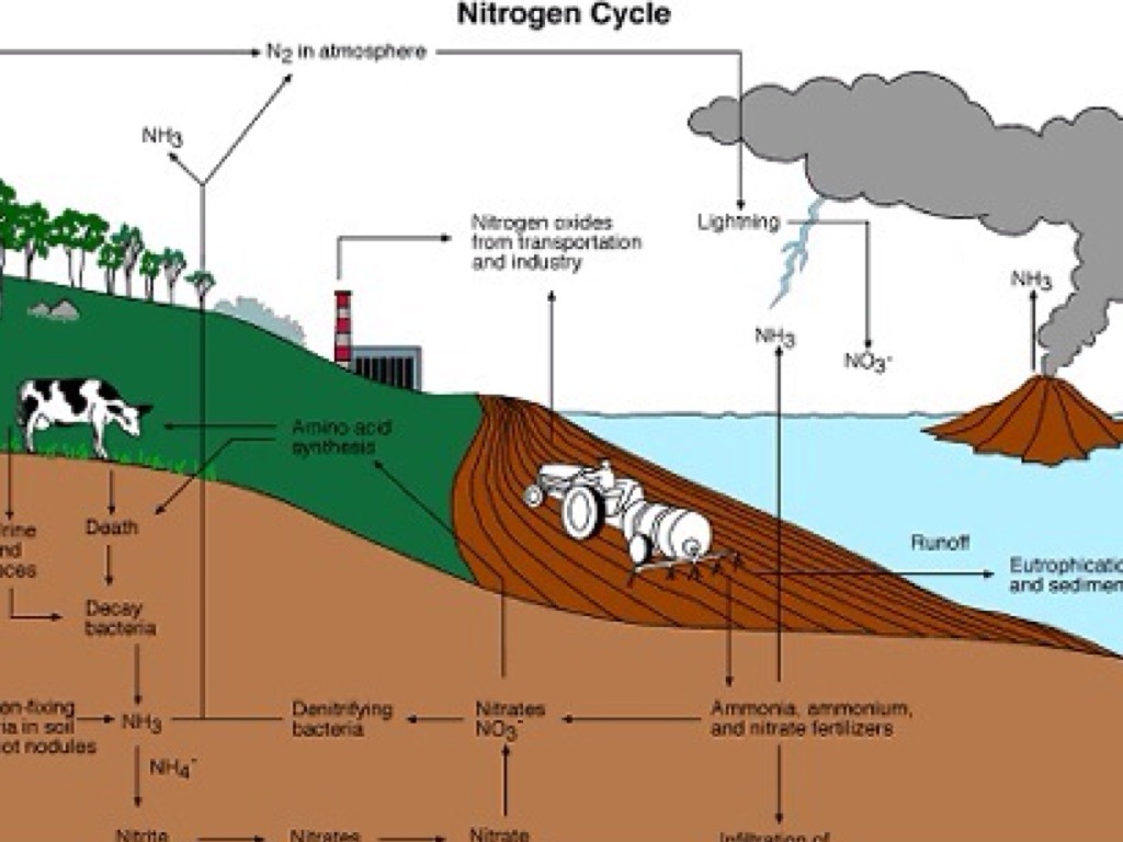 Main Geological Reservoir For Nitrogen at Ruth Ware blog