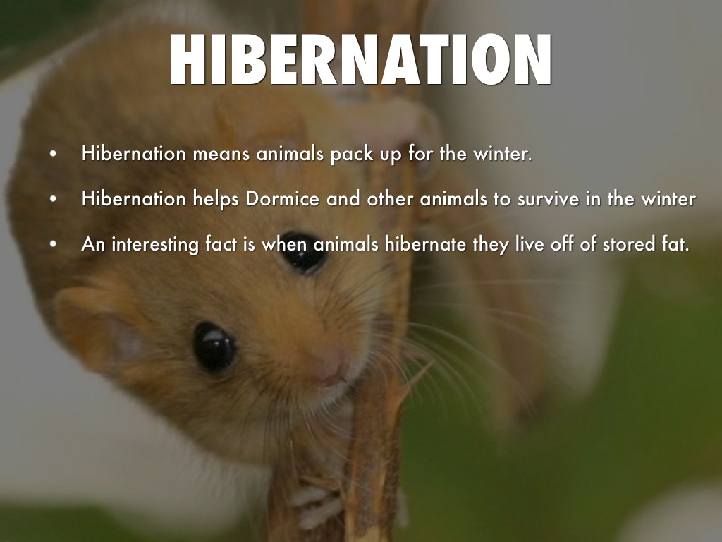 HIBERNATION by jlalan