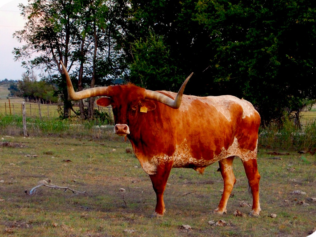 Texas Longhorn Cattle by Chase Munden