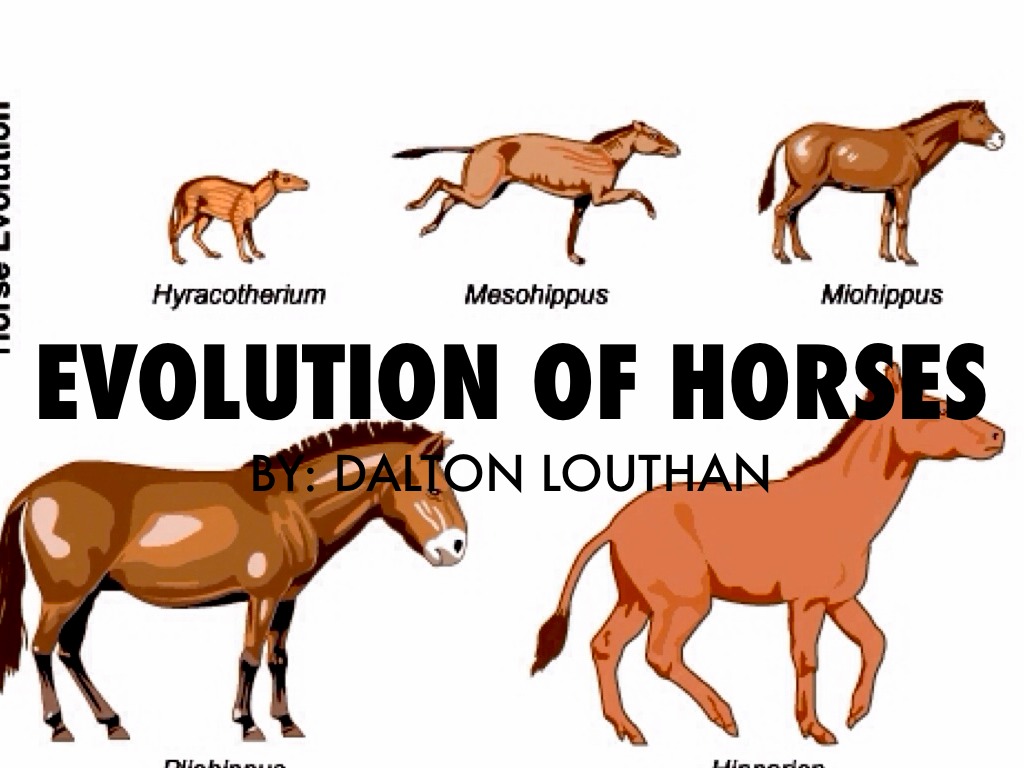 Evolution Of Horses by Dalton Louthan
