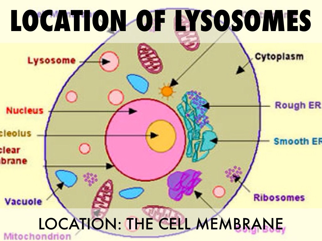 Where Is The Lysosome Located In A Plant Cell