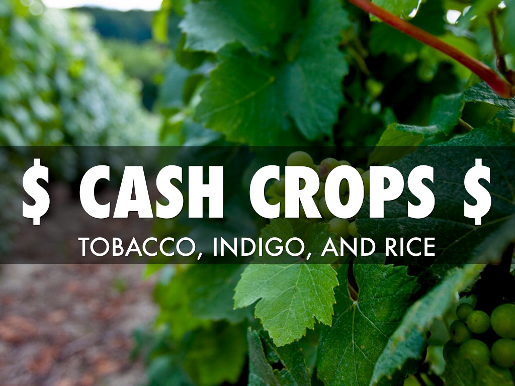 Radtke Southern Colonies! by Charley Radtke