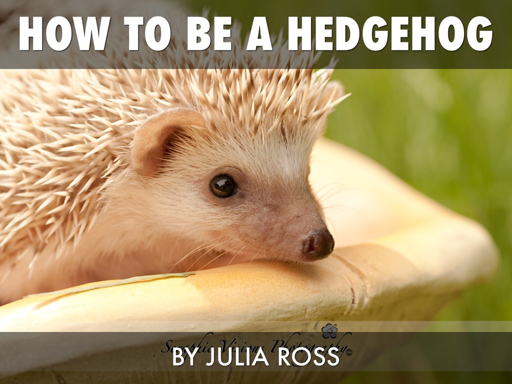 How To Be A Hedgehog