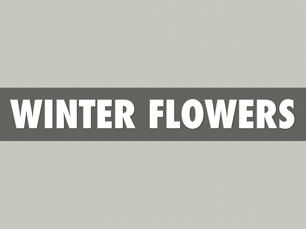 Winter Flowers 2014
