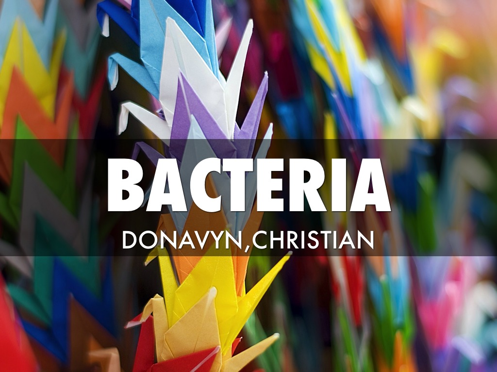 Bacteria 