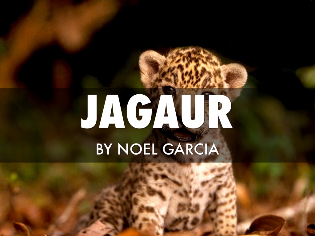 Jaguar