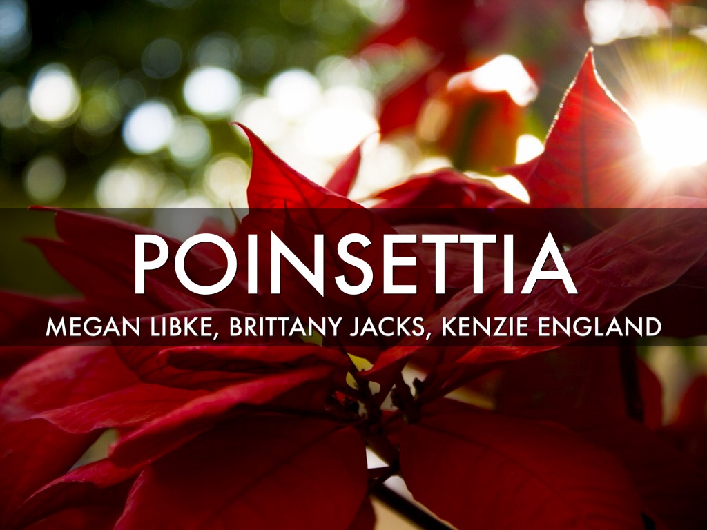 Poinsettia