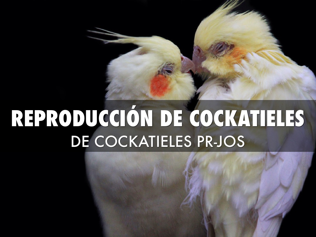 Reproducción De Cockatieles