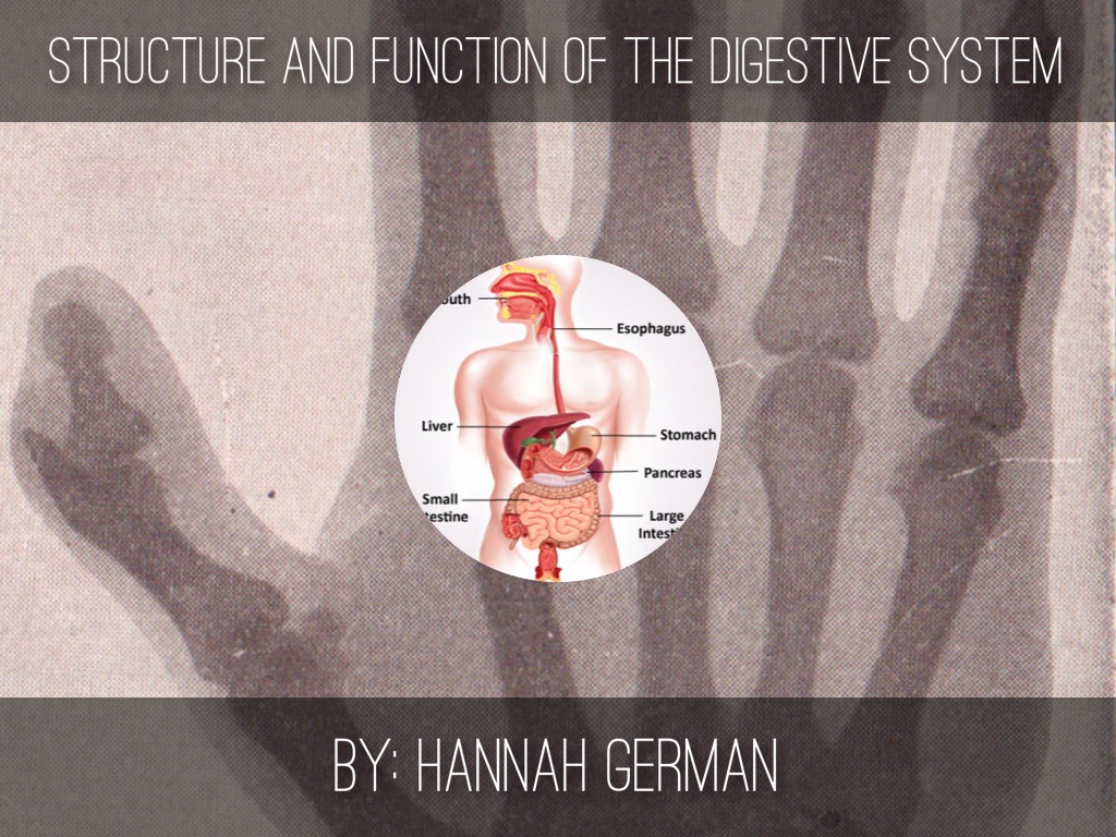 Structure And Function Of The Digestive System 