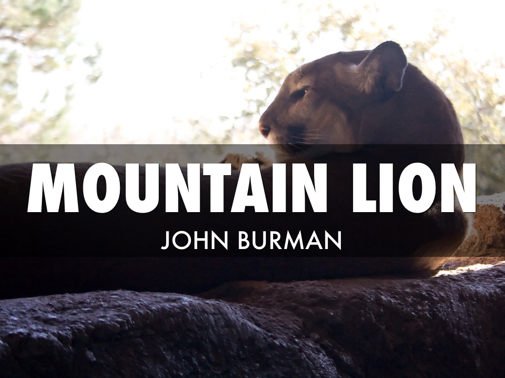 Mountain Lion 